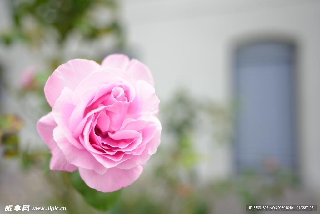 玫瑰花