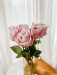 玫瑰花