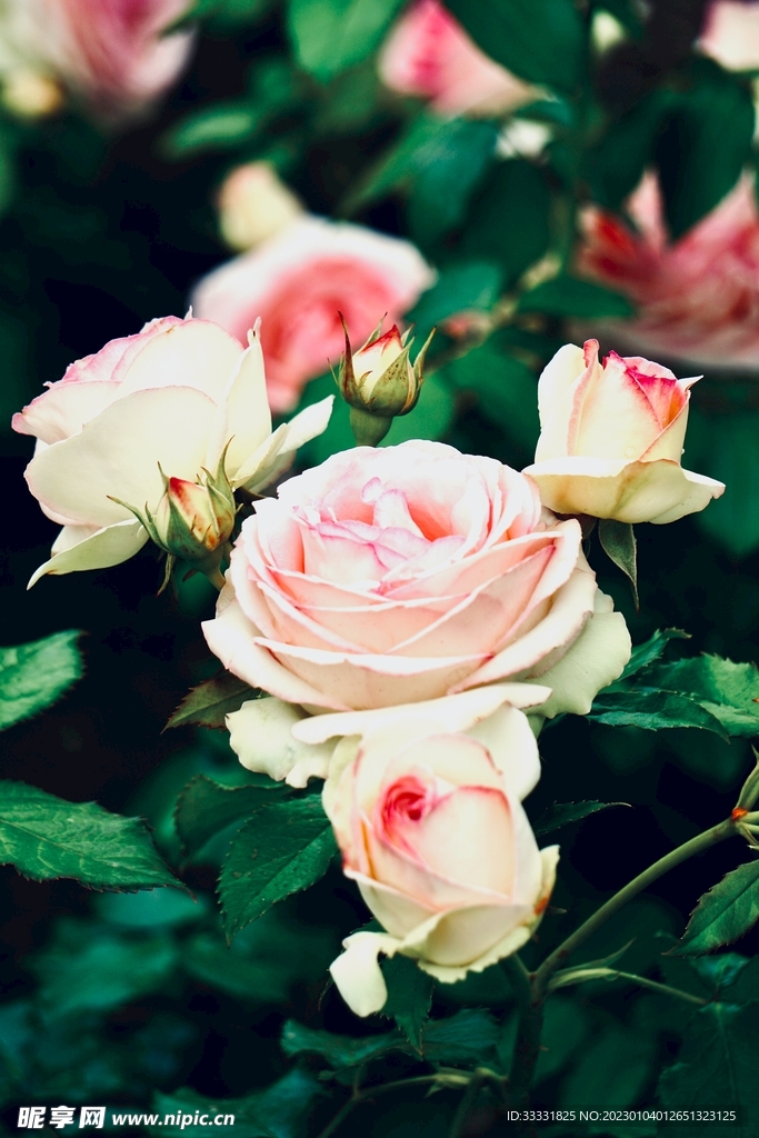 玫瑰花