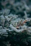 雪