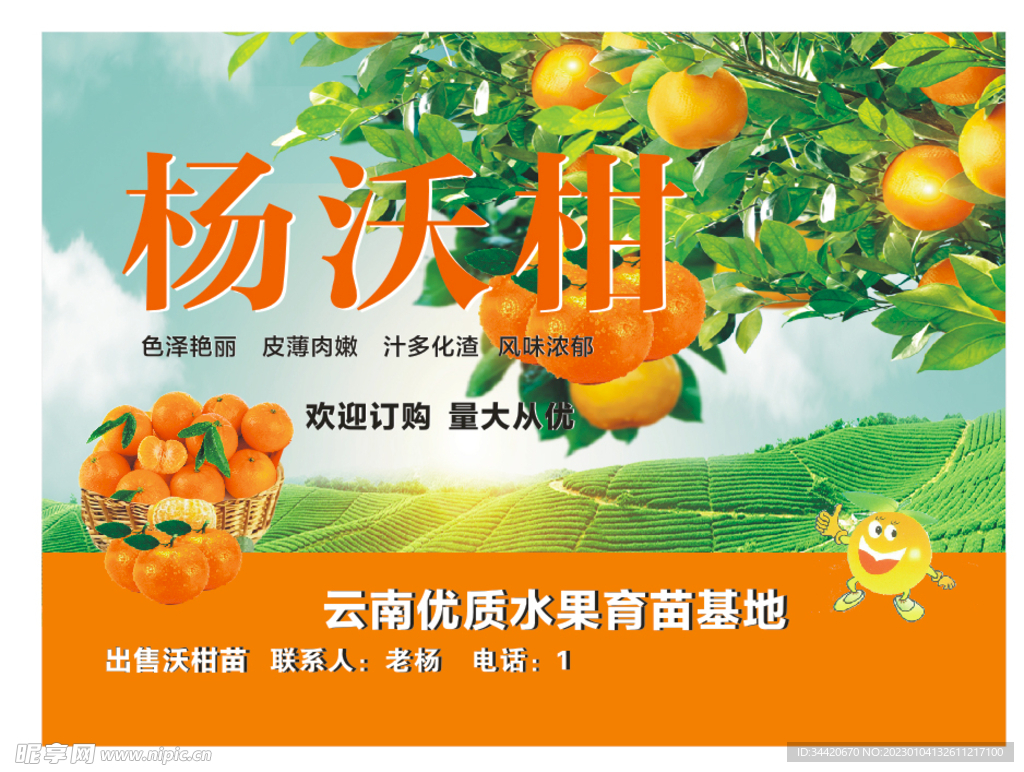 杨沃柑