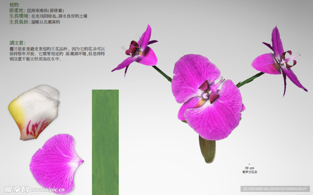  C4D模型 花朵  