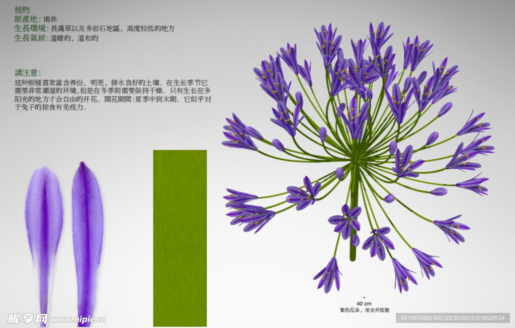  C4D模型   花