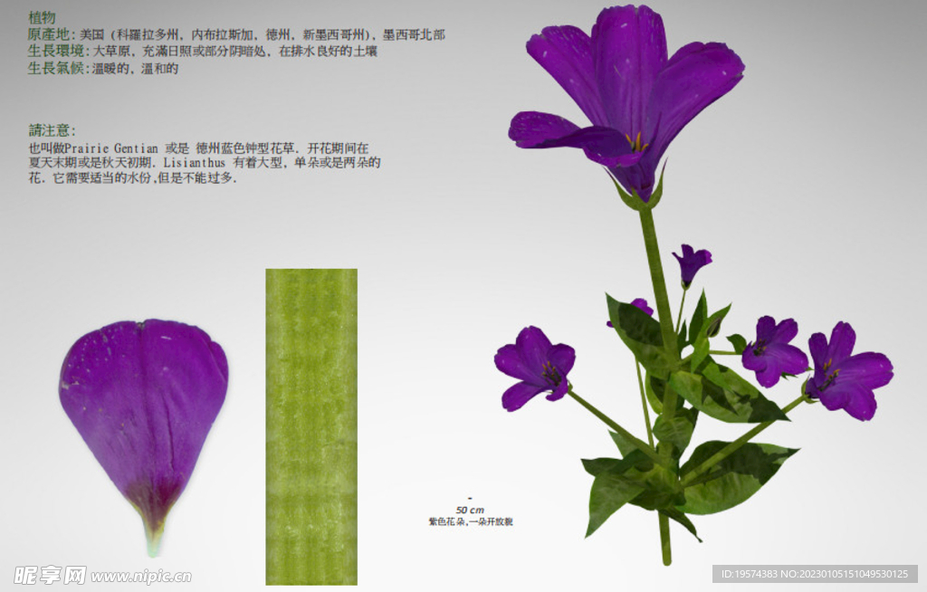 C4D模型   花朵  