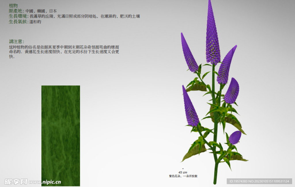 C4D模型 紫色花朵