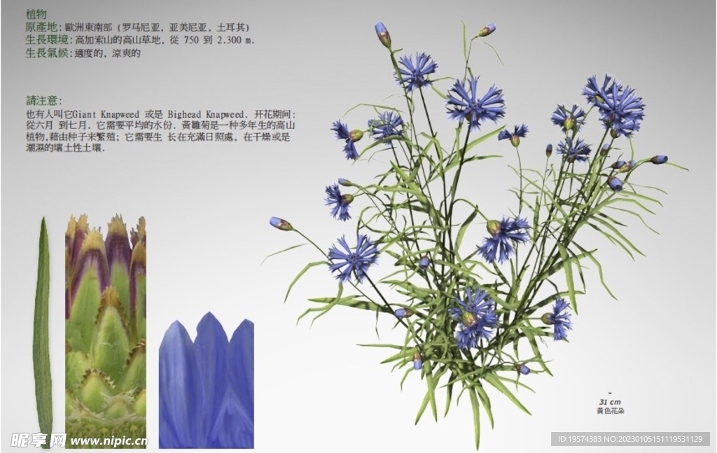 C4D模型 雏菊