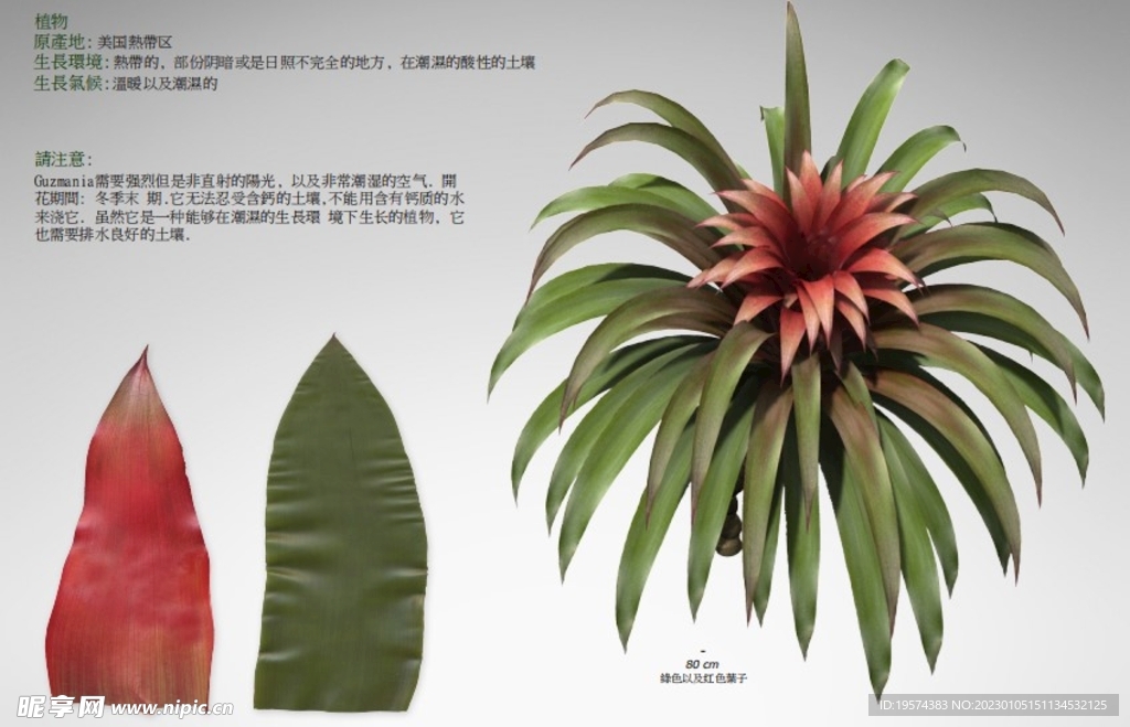 C4D模型 绿化植物