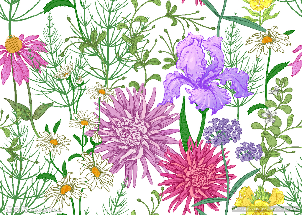 手绘菊花