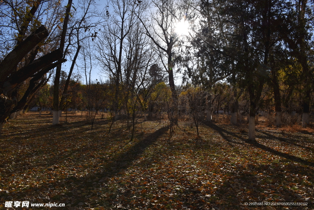 秋天秋色枯萎的树林公园园林