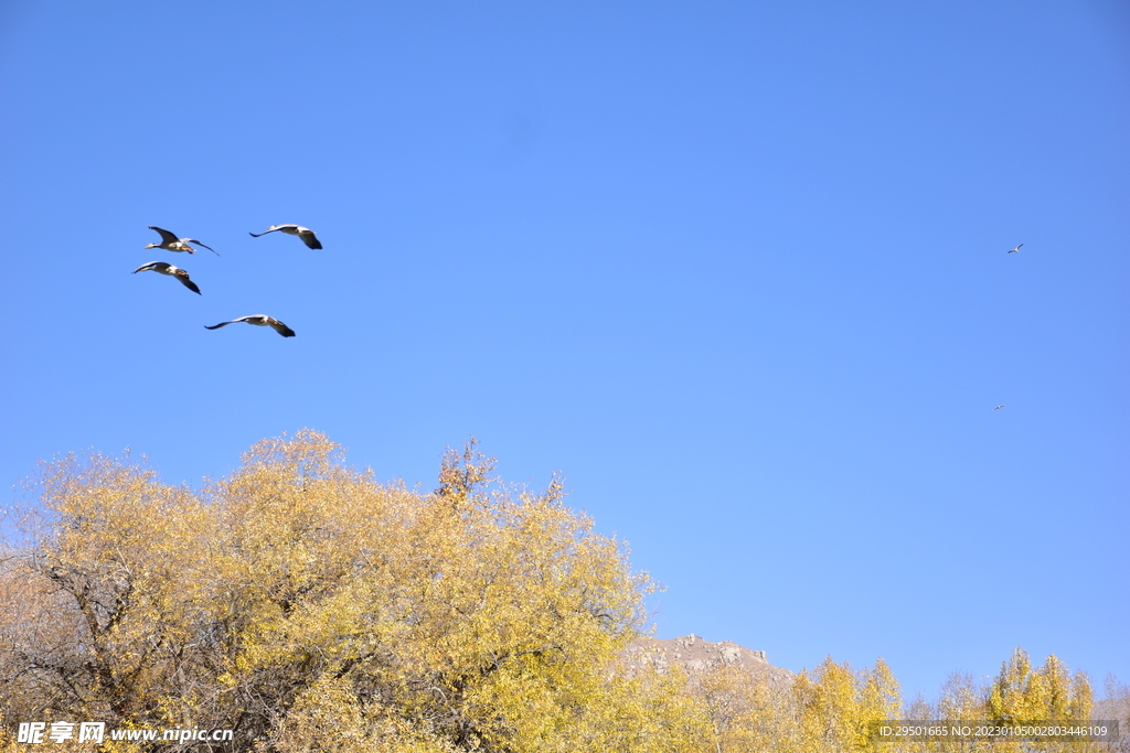 飞翔的候鸟群赤麻鸭