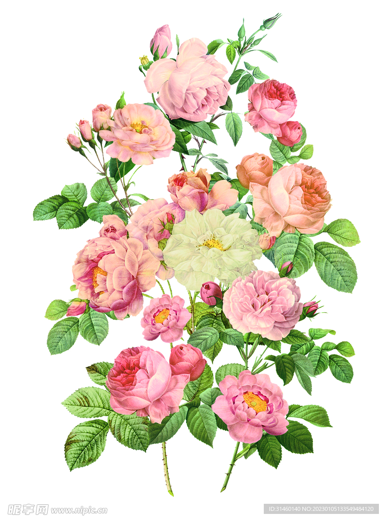 玫瑰花卉
