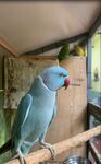 鹦鹉实拍视频 
