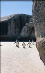 企鹅生活视频
