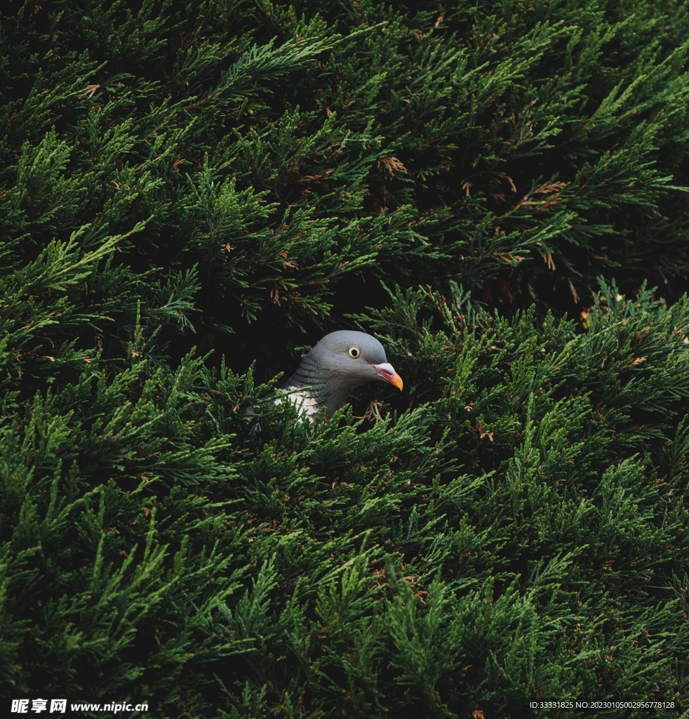 鸽子