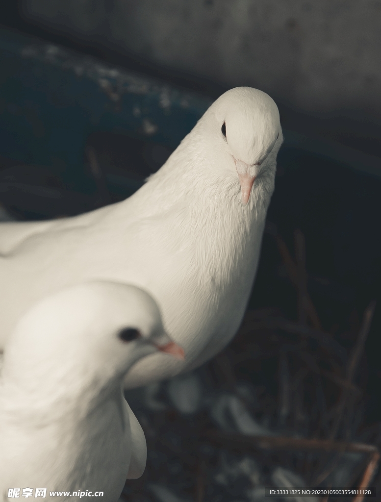 鸽子