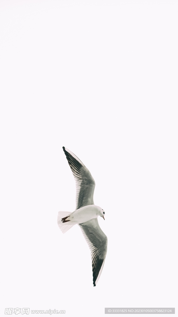 鸽子