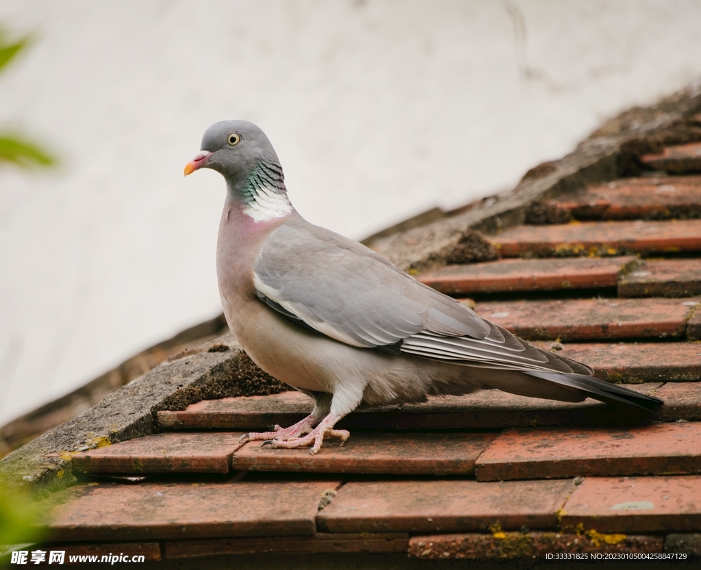 鸽子