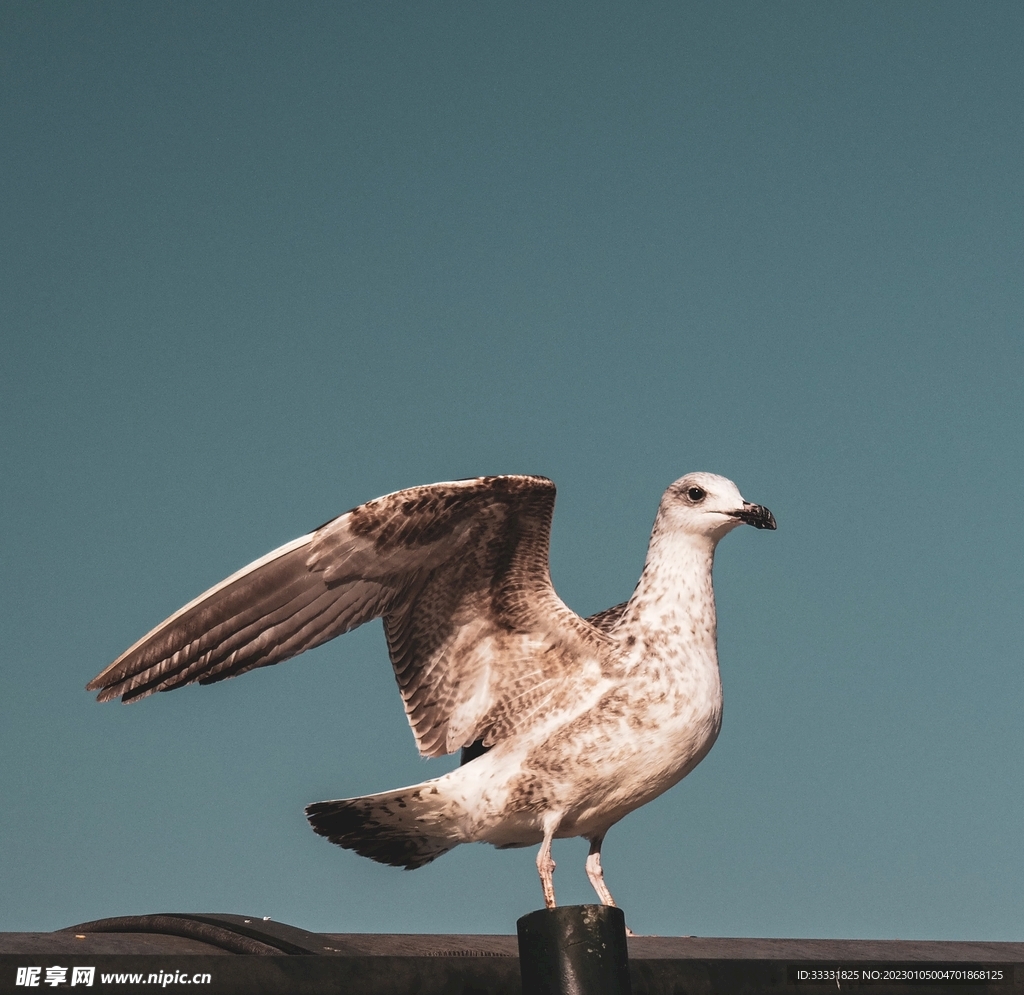 鸽子