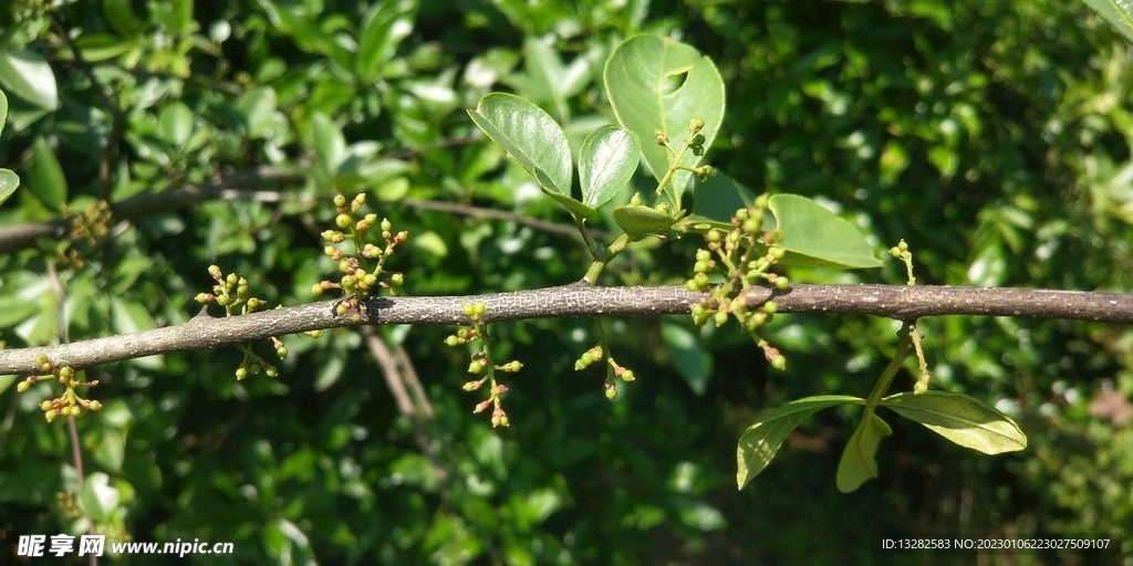 花椒树