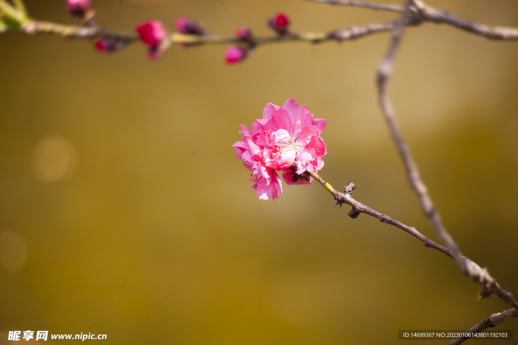 桃花