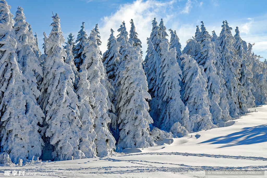 冬天雪中的树林