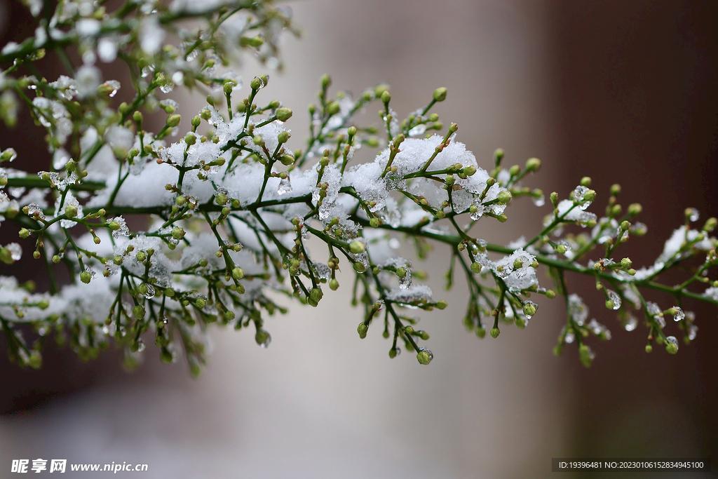 植物上的雪