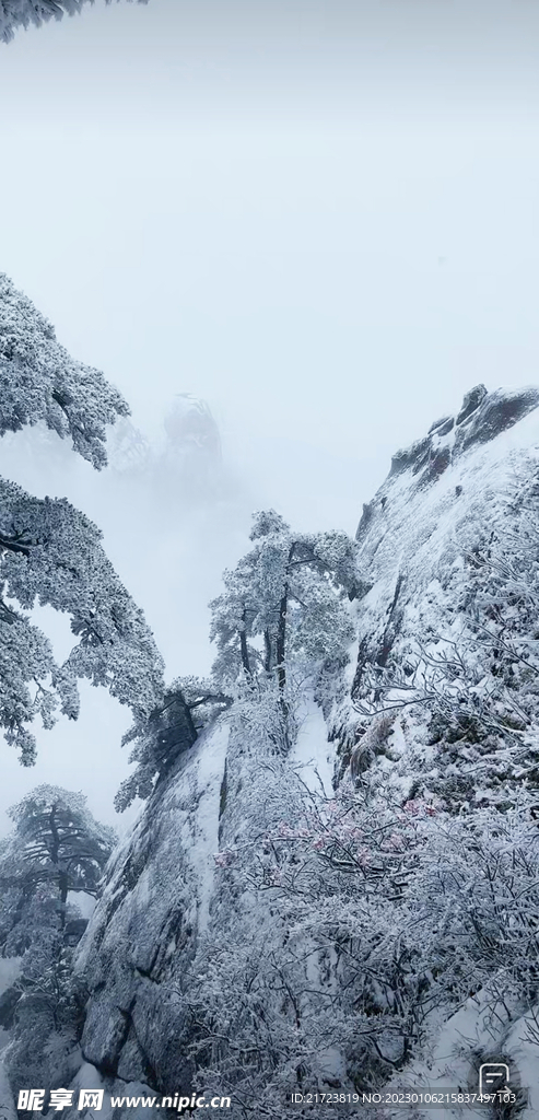 黄山迎客松 雪景 松树 松山雪