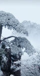 雪景