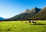新西兰草原上的牛