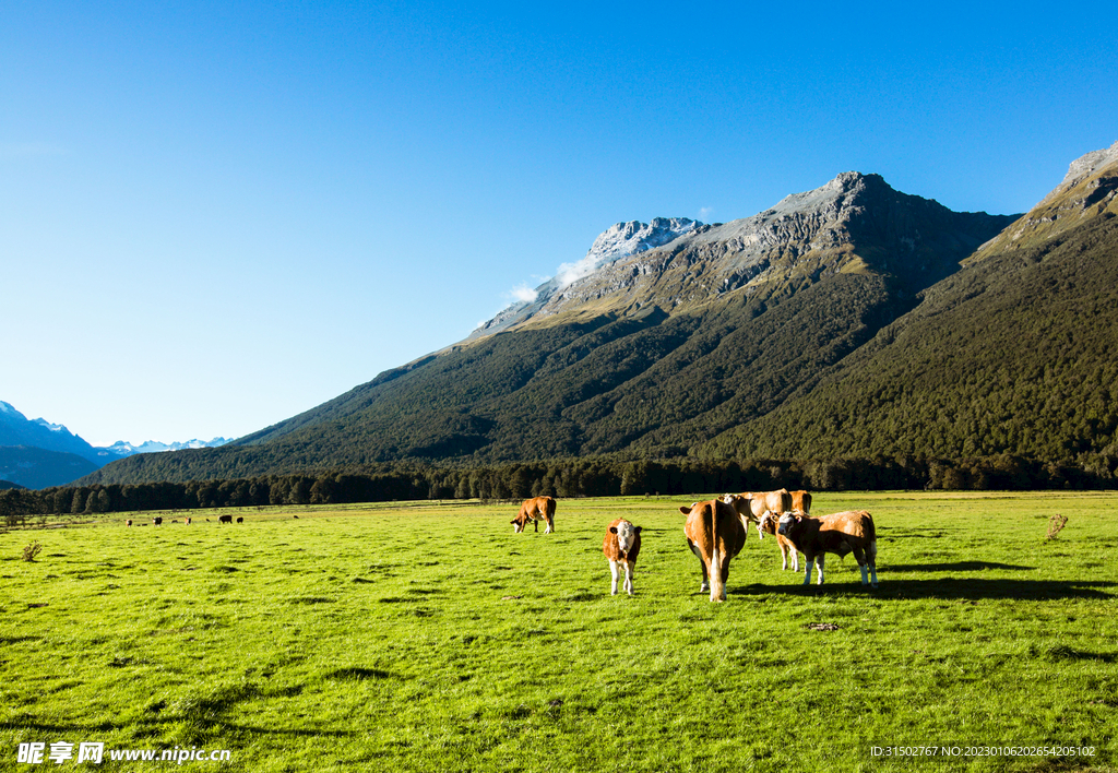 新西兰草原上的牛