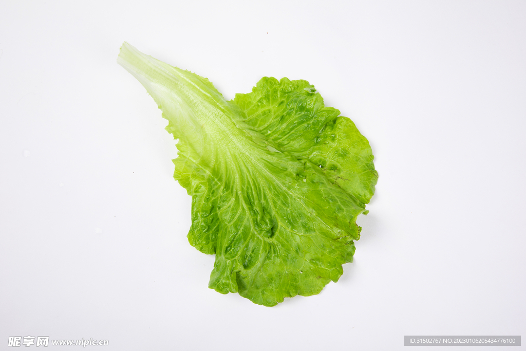生菜图片