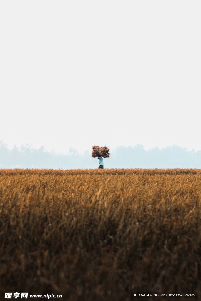 草地