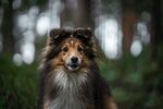 狗