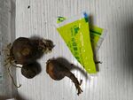 鲜花种球