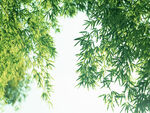 风景