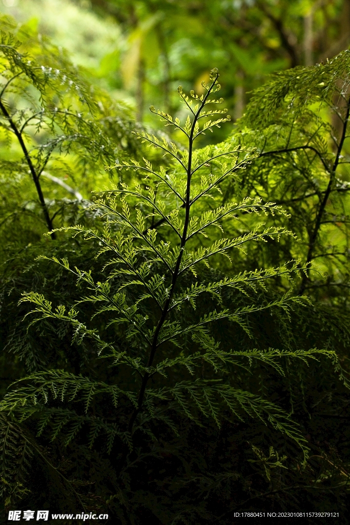 桫椤