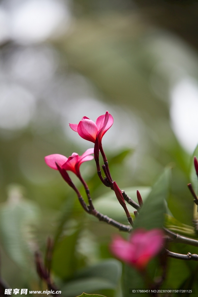 鸡蛋花