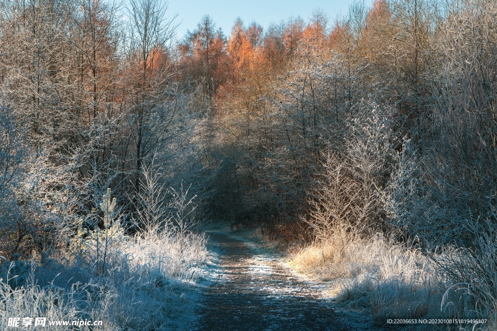 冬日树林小路
