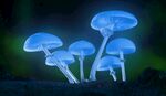 森林发光蘑菇