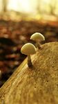 瓷木耳菌类蘑菇