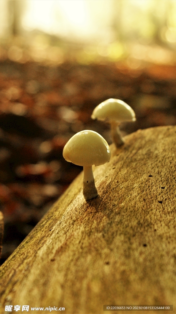 瓷木耳菌类蘑菇