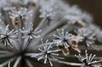 霜花