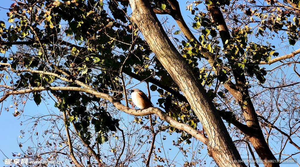 树上棕背伯劳鸟