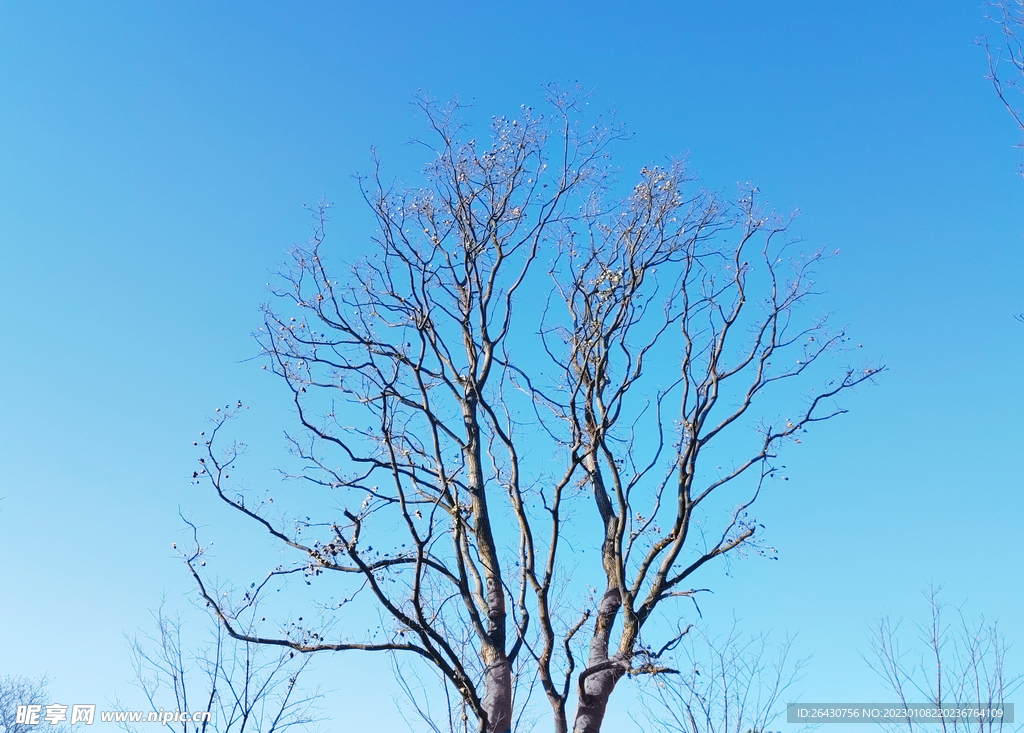 冬日蓝天树木剪影