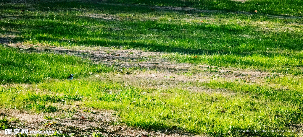 绿草地上的小鸟