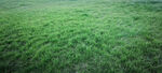 绿油油青草