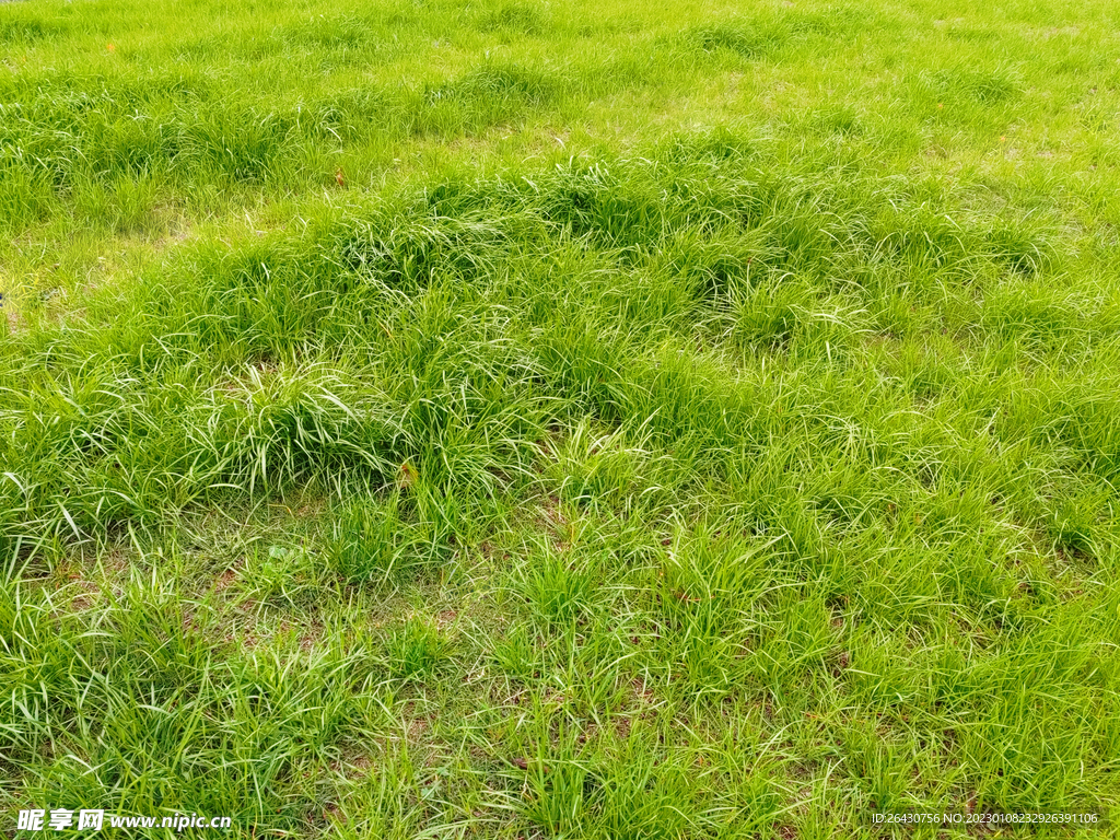 绿草地草坪