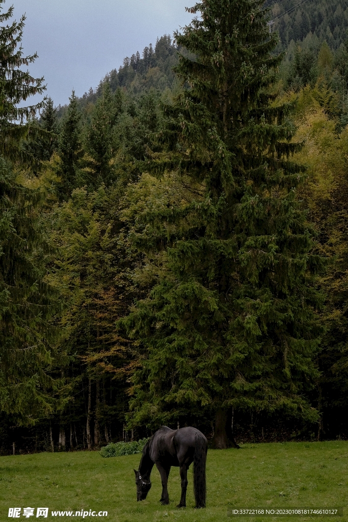 马