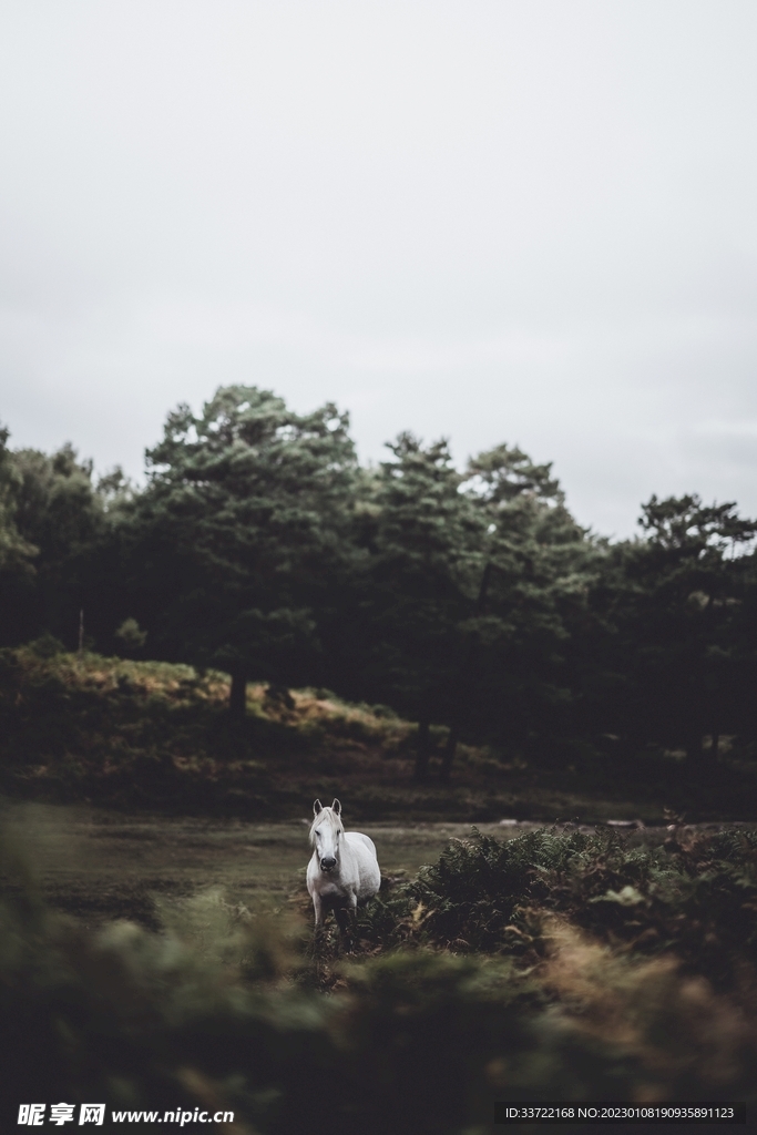 马