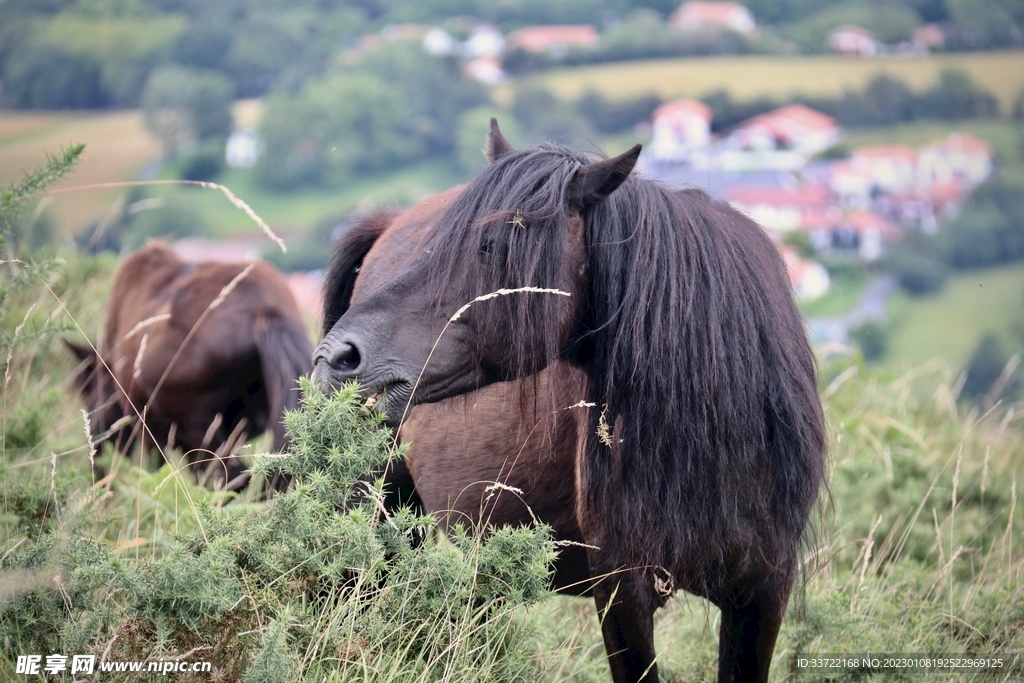 马